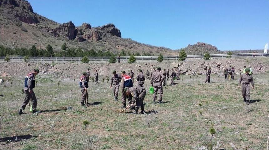 K&uuml;tahya Jandarması 300 Fidan Dikti