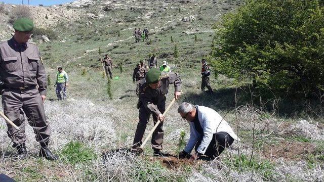 Kütahya Jandarması 300 Fidan Dikti