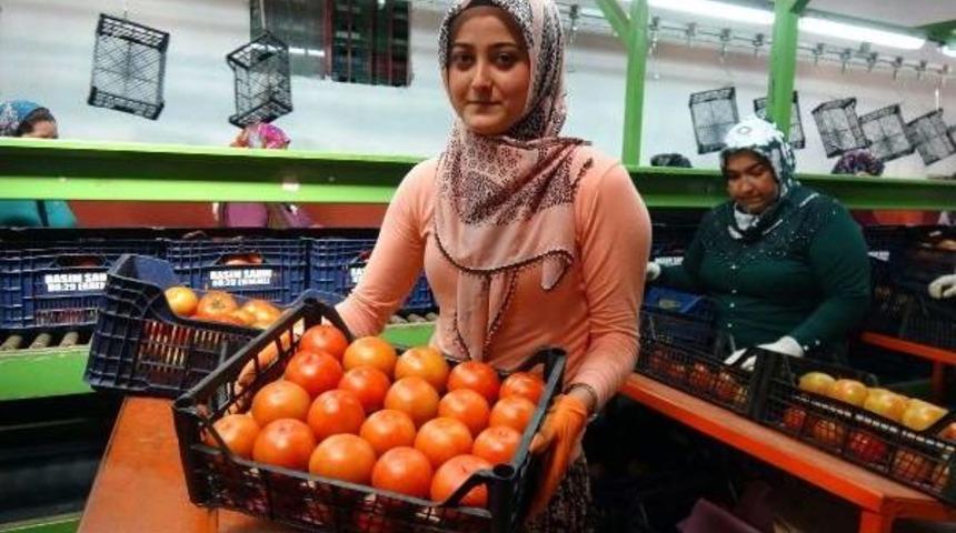 Domates Hızla Ucuzluyor