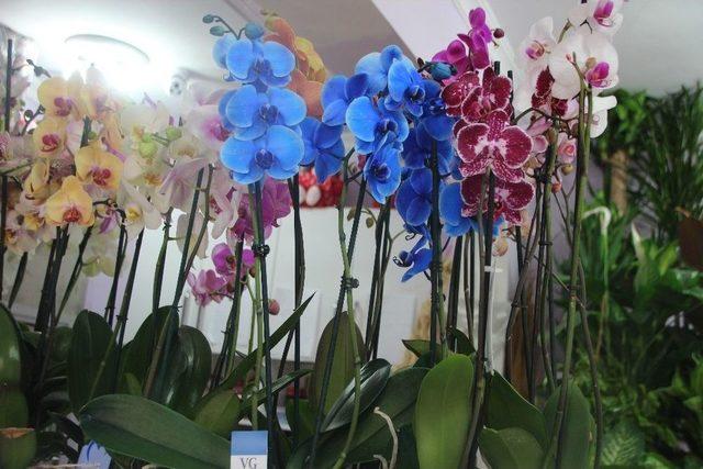 Bilecik’te En Çok Karanfil Ve Papatya Tercih Ediliyor 2