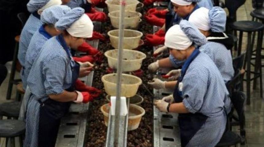 Zonguldak'tan Avrupa'ya Yılda 1500 Ton Salyangoz Ihracı