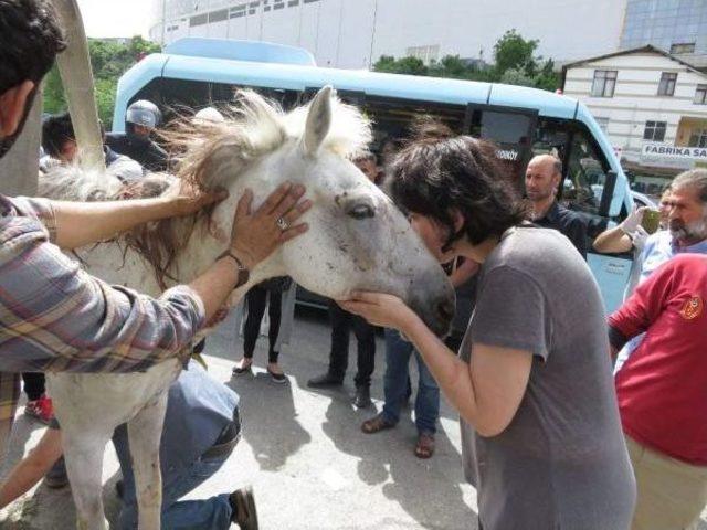 Yaralı At Yol Ortasında 5 Saat Bekledi, Herkes Yardım I&ccedil;in Seferber Oldu 1