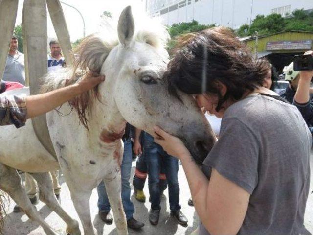 Yaralı At Yol Ortasında 5 Saat Bekledi, Herkes Yardım I&ccedil;in Seferber Oldu 3