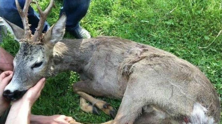 Tedavisi Tamamlanan Erkek Karaca Doğaya Bırakıldı