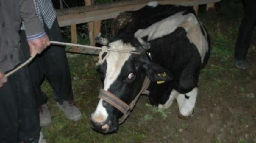 U&ccedil;uruma Yuvarlanan Hamile Ineğin Doğurmasını Bekliyorlar