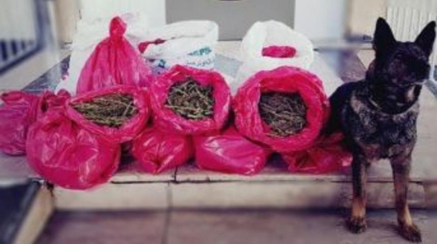 Satışa Hazır 25 Kilogram Esrar Ele Ge&ccedil;irildi