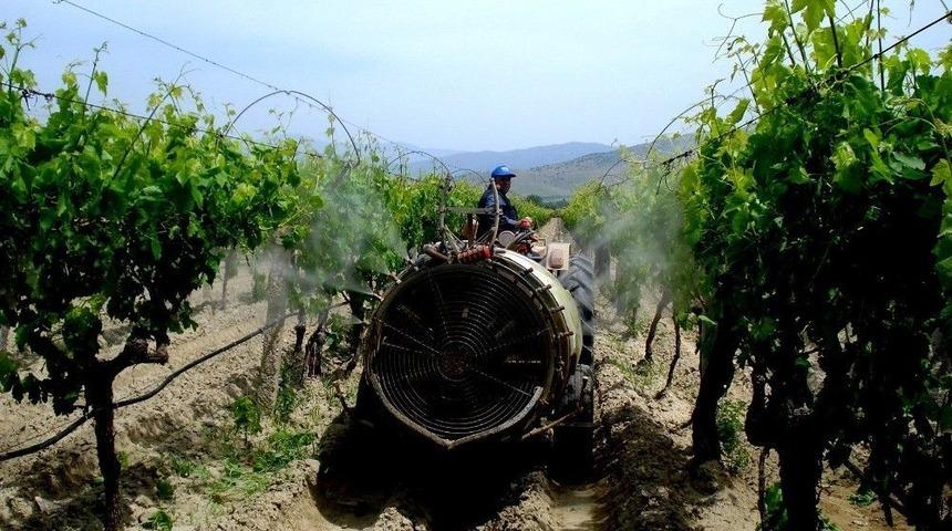 Sarıg&ouml;l &Uuml;z&uuml;m Bağlarında &Ouml;zenli &Ccedil;alışma