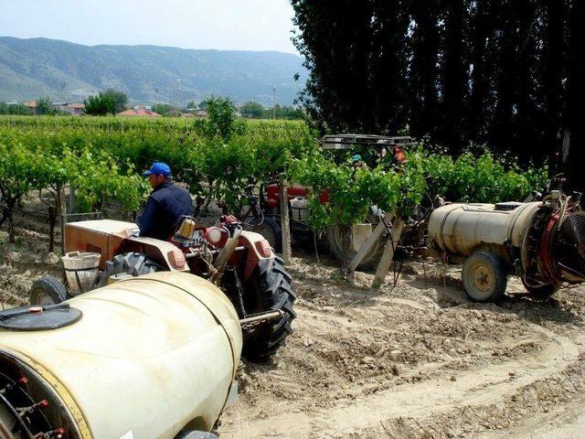 Sarıg&ouml;l &Uuml;z&uuml;m Bağlarında &Ouml;zenli &Ccedil;alışma 1
