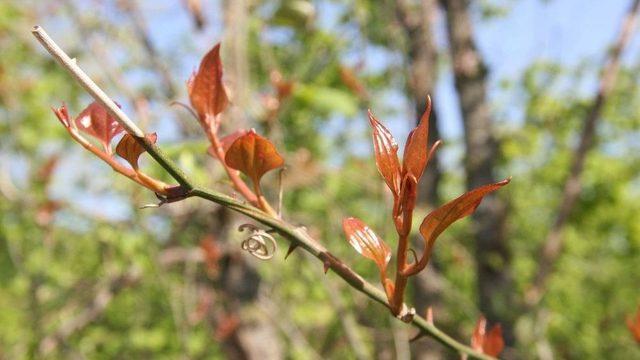 Melocan Bitkisi Kanı Temizliyor