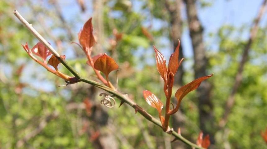 Melocan Bitkisi Kanı Temizliyor
