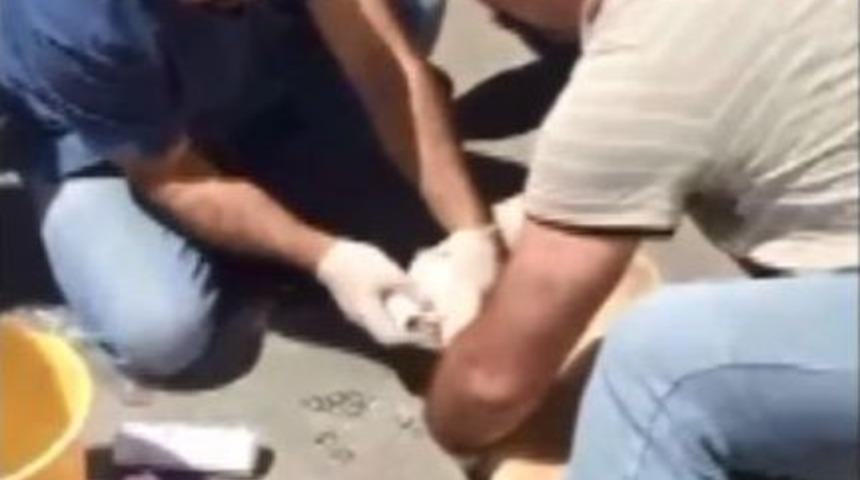 Artvin&rsquo;de Yaralı K&ouml;pek Devlet Hastanesi&rsquo;nde Tedavi Edildi