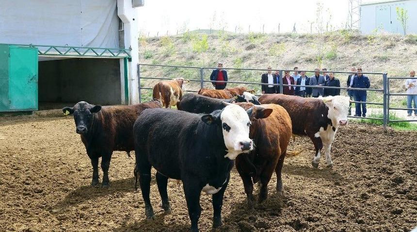 Yal&ccedil;ın&rsquo;dan Votaşve Asfalt Şantiyesine Ziyaret
