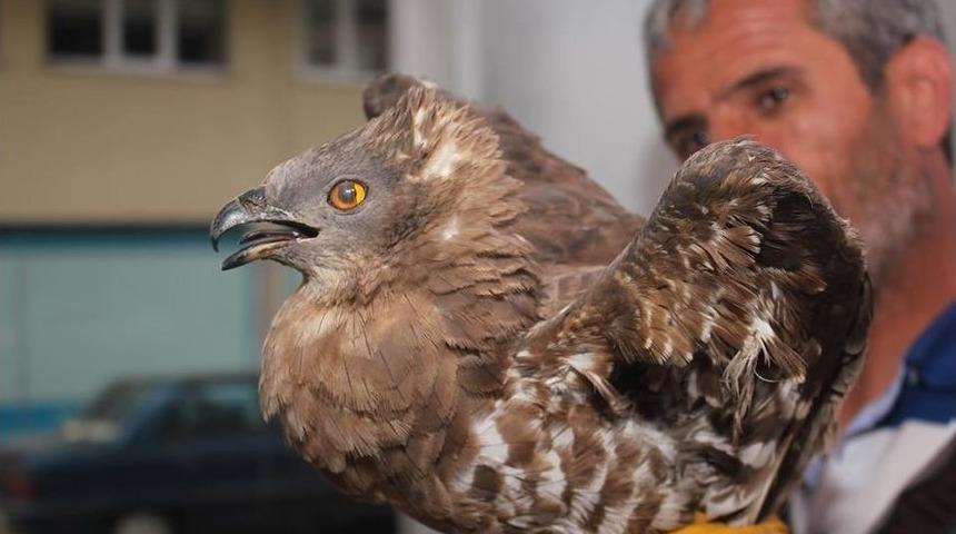 Yaralı Şahine Sahip &Ccedil;ıktı