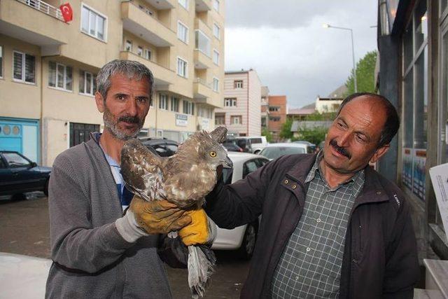 Yaralı Şahine Sahip Çıktı