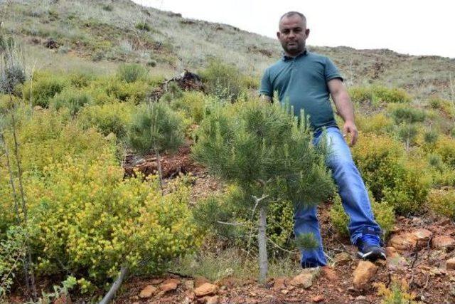 Turizm Cenneti Adrasan Yeniden Yeşile Döndü