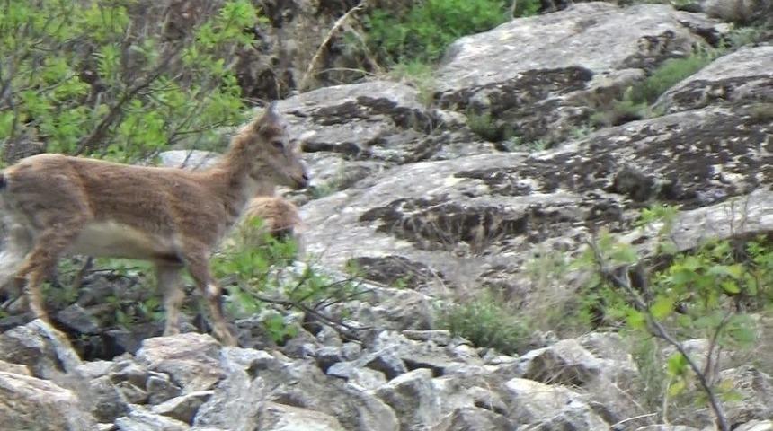 Yaban Ke&ccedil;i S&uuml;r&uuml;s&uuml; G&ouml;r&uuml;nt&uuml;lendi