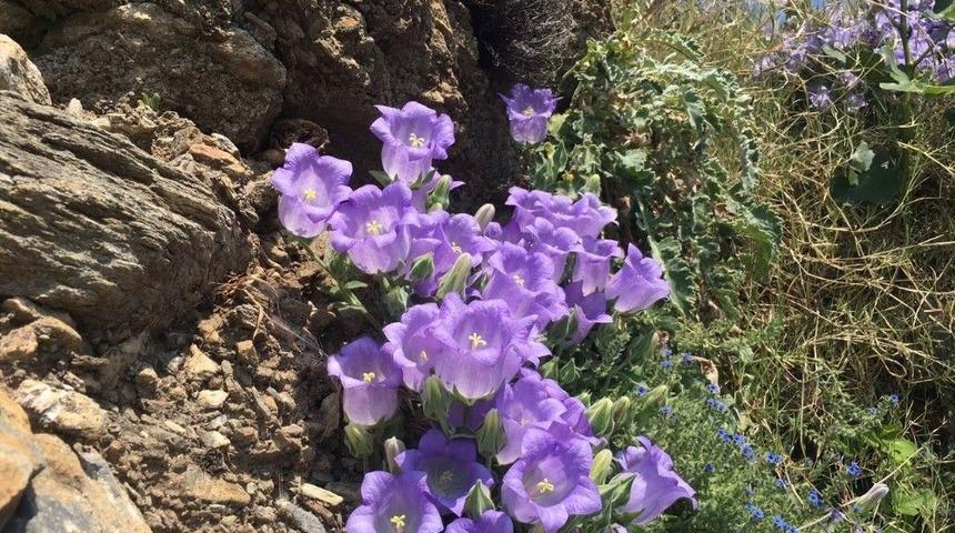 Bu &Ccedil;i&ccedil;eği Koparmanın Cezası 42 Bin Lira