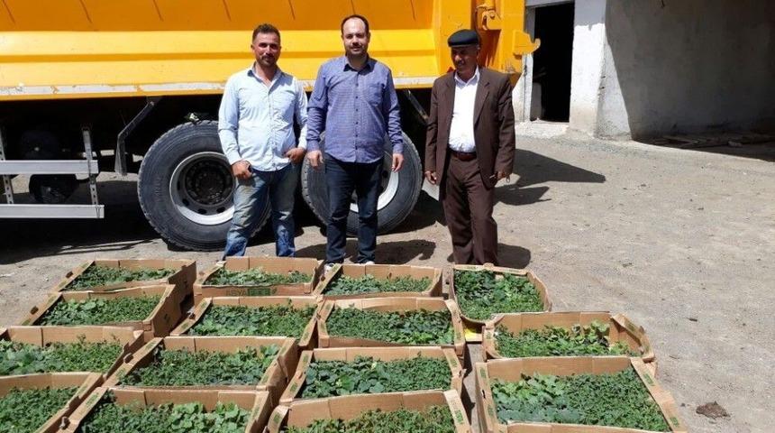 İpekyolu Belediyesinden Vatandaşa Fide Desteği