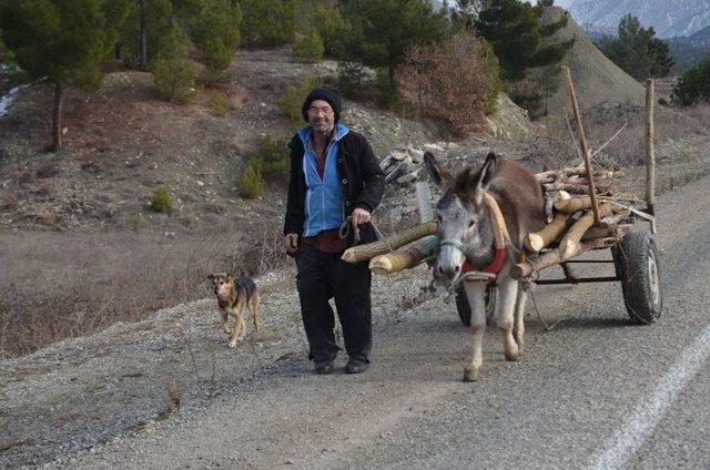 Tek Eşeği İle Çiftçilik Yapıyor 2