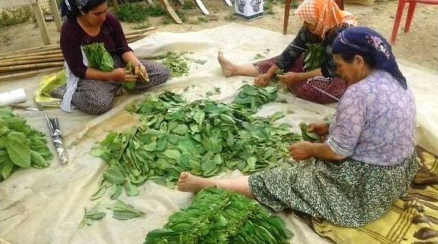 Ödemiş’te Tütün Kırım Dönemi Başladı