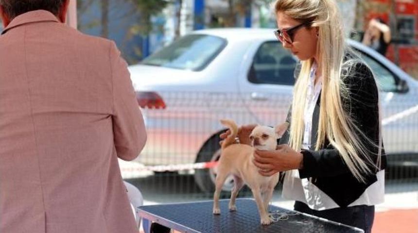 &lsquo;Can Dostları&rsquo; Podyuma &Ccedil;ıktı
