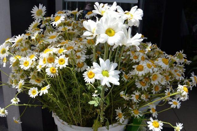 Anneler G&uuml;n&uuml;&rsquo;n&uuml;n Vazge&ccedil;ilmezi &Ccedil;i&ccedil;ekler 1