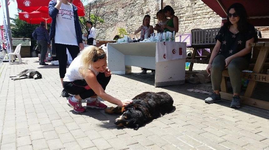 Hayvanseverler, Minik Dostlarıyla "sevgi G&uuml;n&uuml;nde" Buluştu