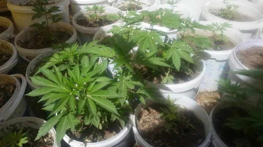 Saksıda Kenevir Yetiştiren Şahısları Jandarma Yakaladı