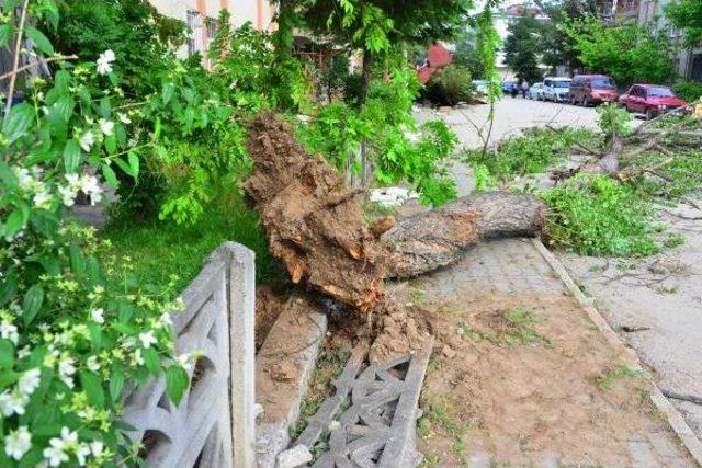 Erbaa’Da Fırtına Çatıları Uçurdu, Ağaçları Devirdi