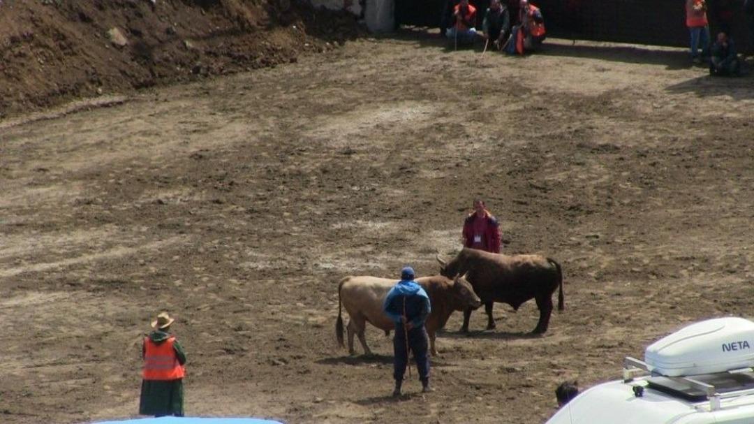 Artvin&rsquo;de Kıran Kırana Boğa G&uuml;reşi