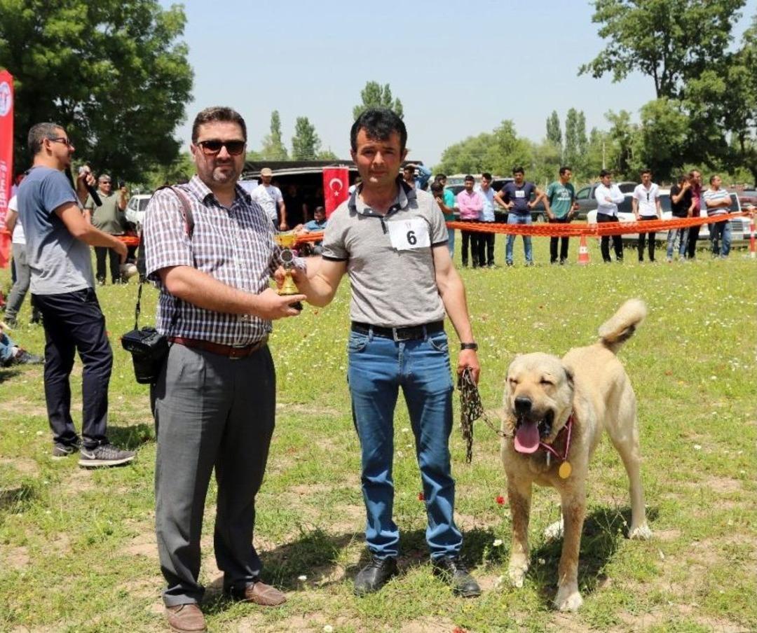 &Ccedil;oban K&ouml;pekleri G&uuml;zellik Yarışması
