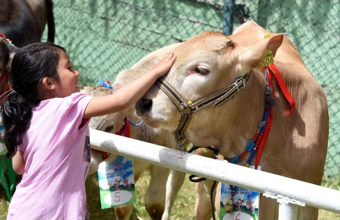 Uşak&rsquo;ta Şampiyon Buzağılar Ve En İyi Ko&ccedil;-teke Yarışması