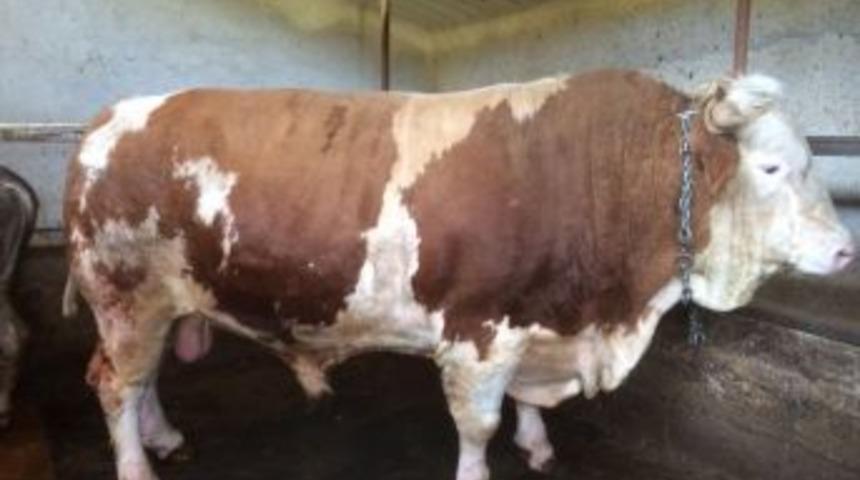 1.5 Tonluk Kurbanlık &rsquo;kıllı&rsquo; &Ccedil;oban Fuarı&rsquo;nda