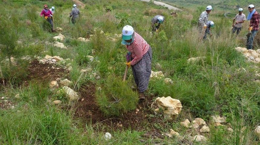 Mersin&rsquo;de 306 Bin Adet End&uuml;striyel Fidan Toprakla Buluştu