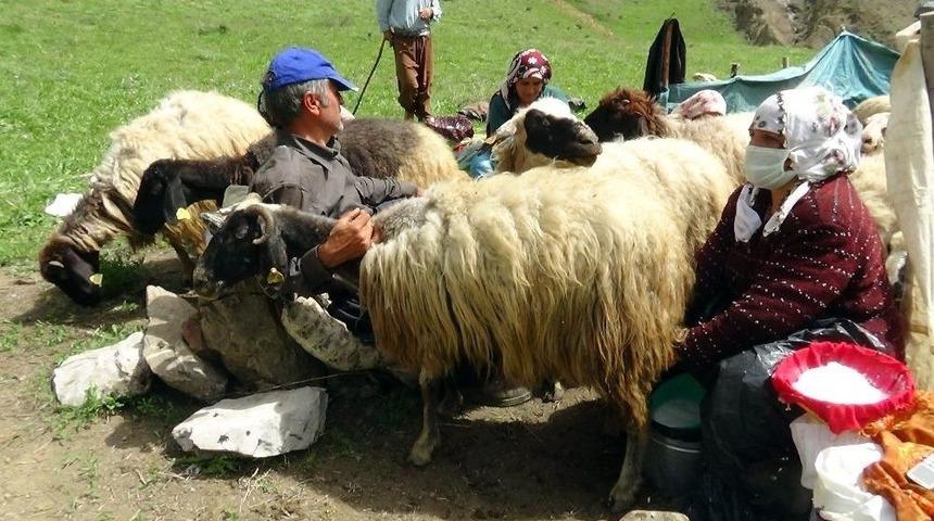 (&ouml;zel Haber) Yaylacıların Kato Dağı Eteklerindeki Zorlu Mesaisi Başladı