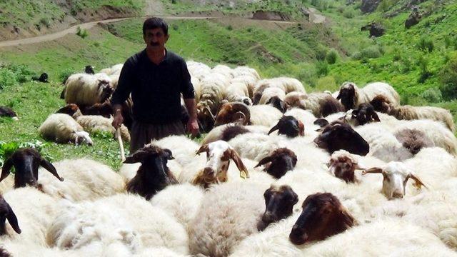 (özel Haber) Yaylacıların Kato Dağı Eteklerindeki Zorlu Mesaisi Başladı 1