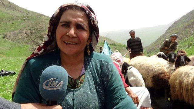 (özel Haber) Yaylacıların Kato Dağı Eteklerindeki Zorlu Mesaisi Başladı 2