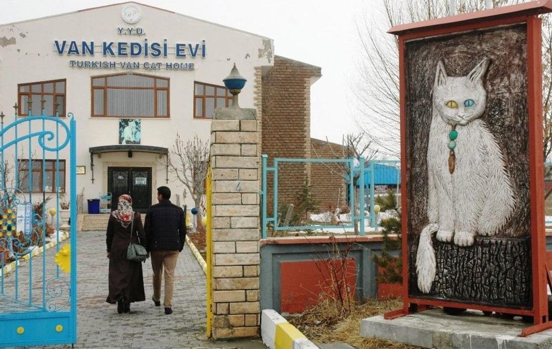 (&ouml;zel Haber) Van Kedilerinde Doğurganlık Artırılıyor