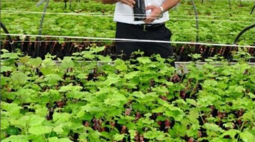 &Uuml;z&uuml;m Fidanı Ihtiyacına Manisa'dan B&uuml;y&uuml;k Destek