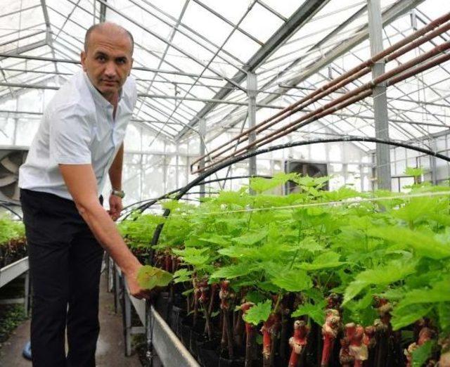 Üzüm Fidanı Ihtiyacına Manisa'dan Büyük Destek