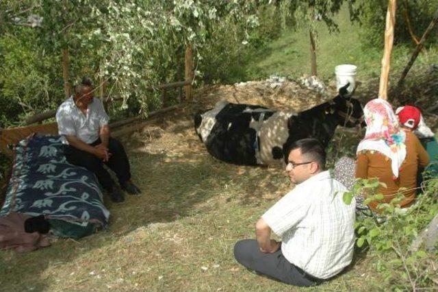 İneğini Düştüğü Yerden Çıkaramayınca Yanında Yatıyor