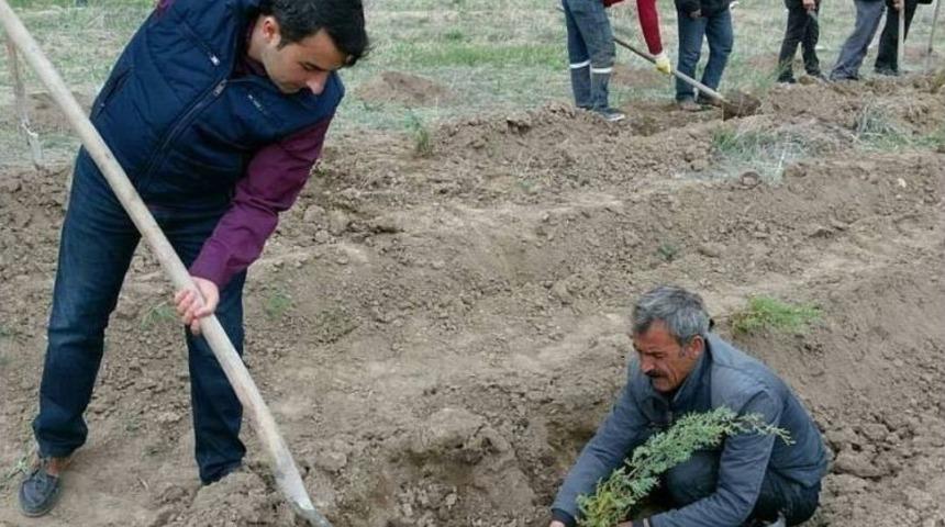 Saray&rsquo;da 3 Bin &Ccedil;am Fidanı Dikildi