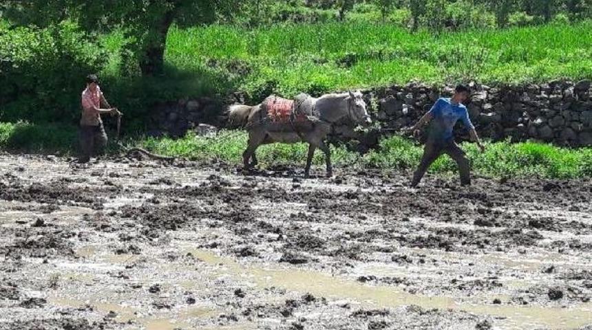 &Ccedil;ukurca'da Karasabanlı Pirin&ccedil; &Uuml;retimi