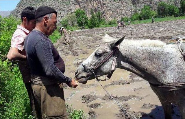 Çukurca'da Karasabanlı Pirinç Üretimi