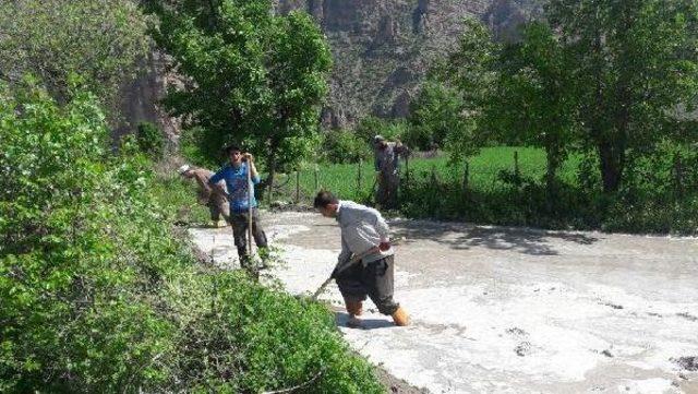 Çukurca'da Karasabanlı Pirinç Üretimi