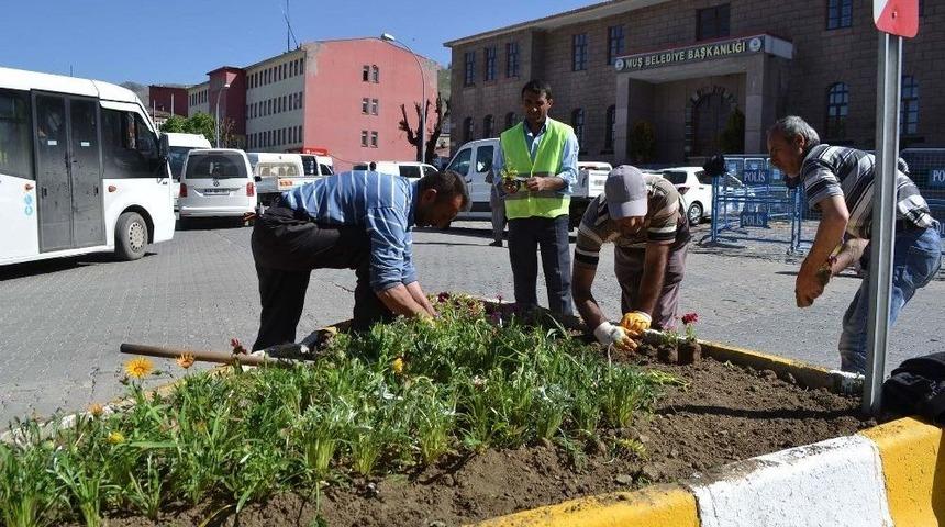 Muş&rsquo;ta Mevsimlik &Ccedil;i&ccedil;ek Ekimi