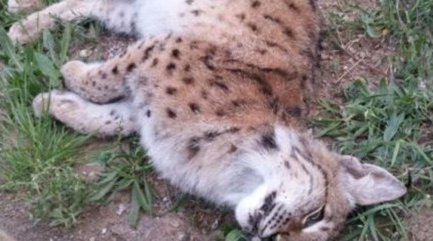 &Ccedil;orum&rsquo;da Nesli T&uuml;kenmekte Olan Vaşak &Ouml;l&uuml; Bulundu
