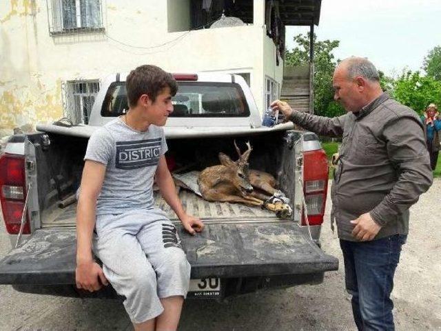 Ordu'da Yavru Karaca Seferberliği