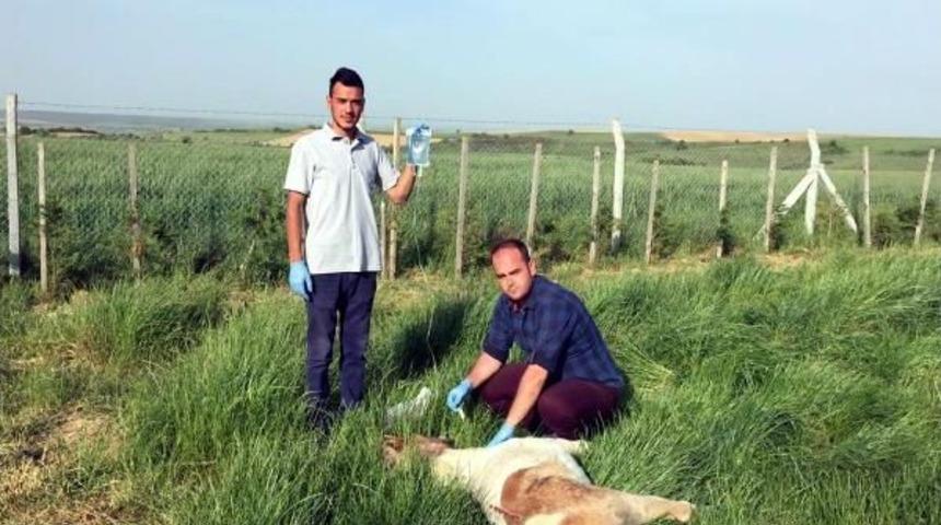 Tem'de Yaralı Bulunan Midilli At Tedaviye Alındı