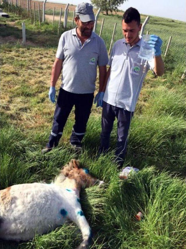 Tem'de Yaralı Bulunan Midilli At Tedaviye Alındı